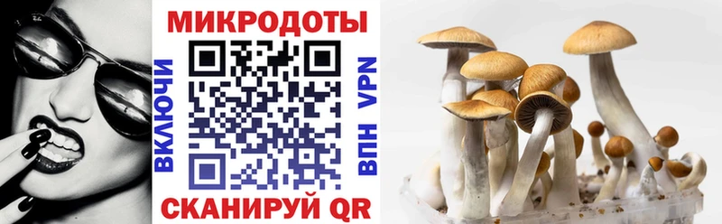 Купить где  Георгиевск  Псилоцибиновые грибы мицелий 